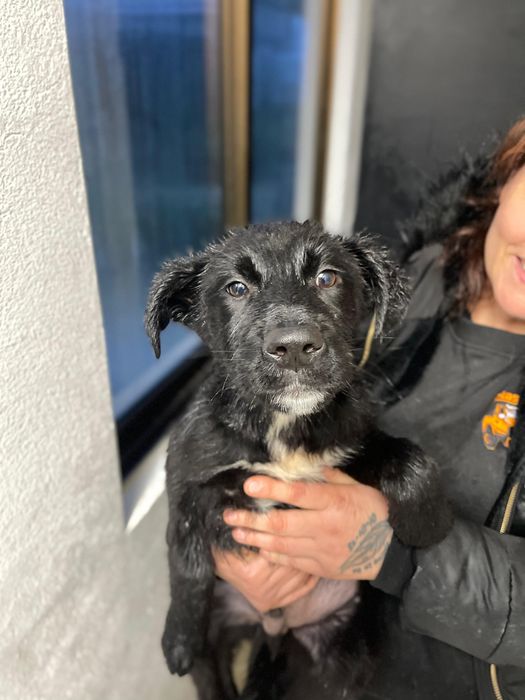 Bebés 3 meses para adoção responsável