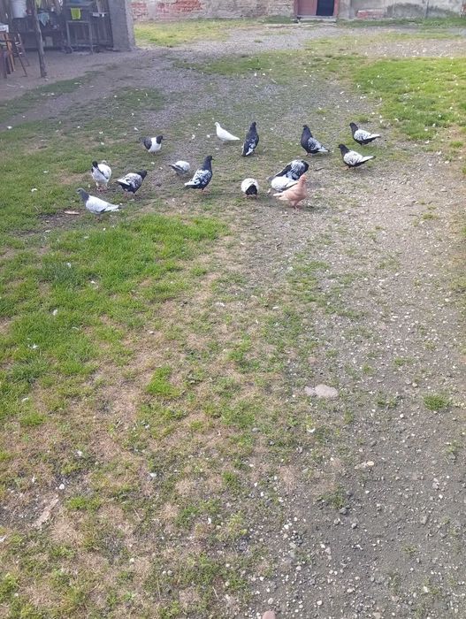 Sprzedam Gołebie Ozdobne