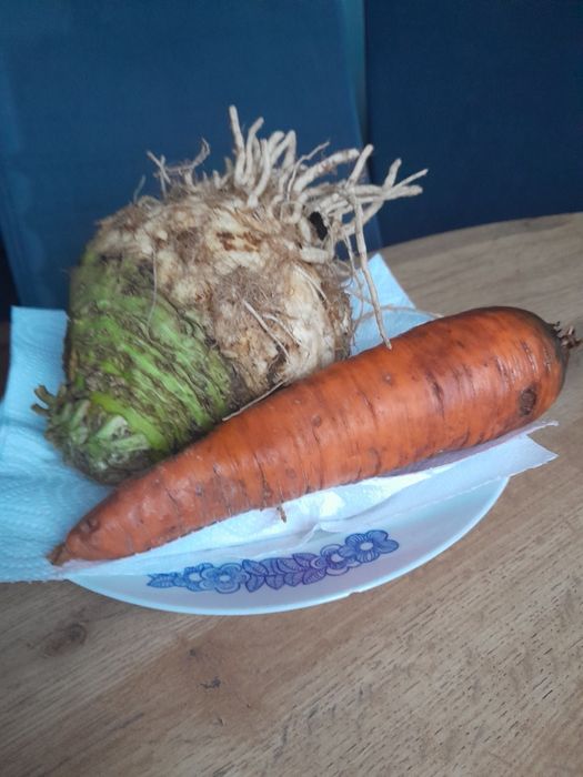 Marchew i seler sprzedam