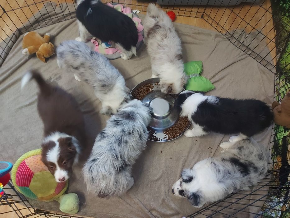Border Collie  prześliczna suczka czekoladowa z rodowodem i badaniami