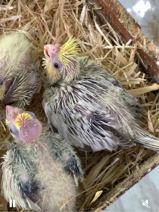 Caturrinhas para acabar de criar a mão