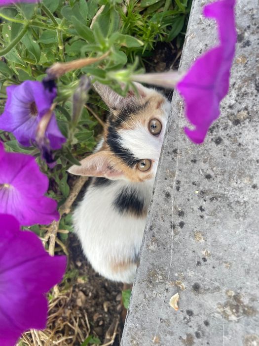 Gatos para adoção