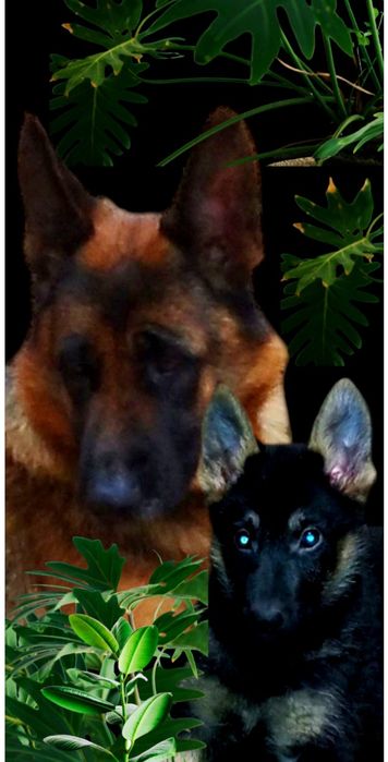 Яркие щенки ,суки по три месяца.