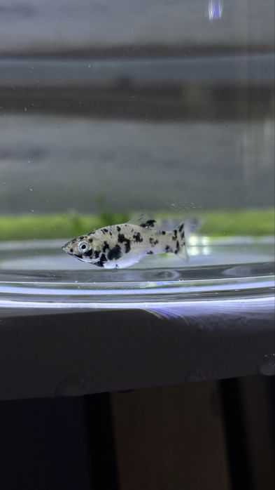 Mollys Dalmata juvenis