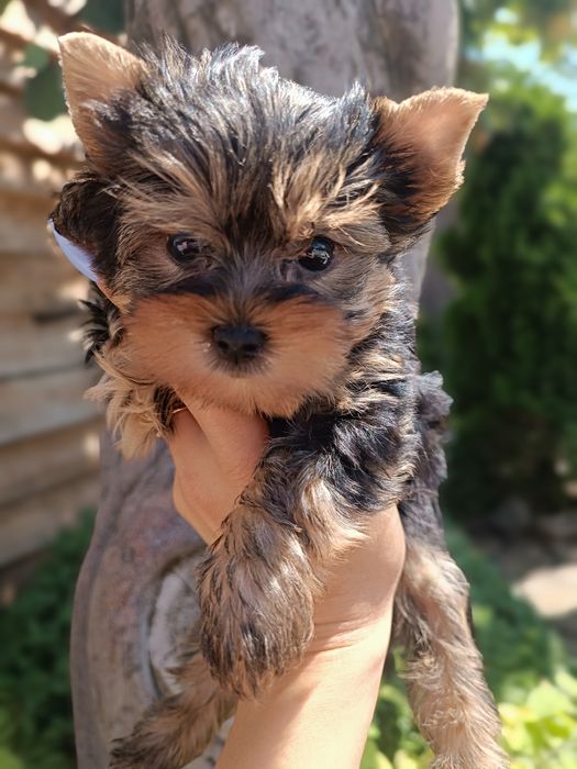 Одесские мини Йорки щенки