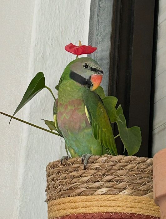 Papagaio Moustache macho com 2 anos troco por araringa Animais aves