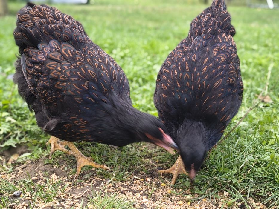 Kury i koguty barnevelder  złotołuskowany araucana wyandotte porcelanowe czarnonakrapiane oraz brazowonakrapiane
