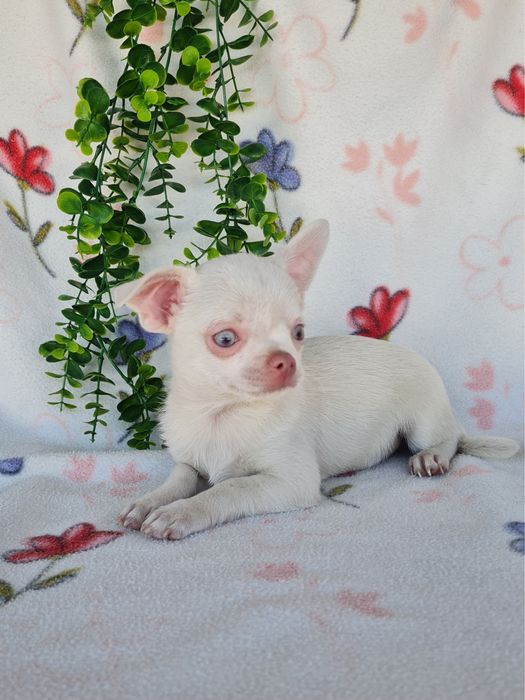 Excecional menino mini Chihuahua/Chiuaua,Qualidade, LinhagemRussa