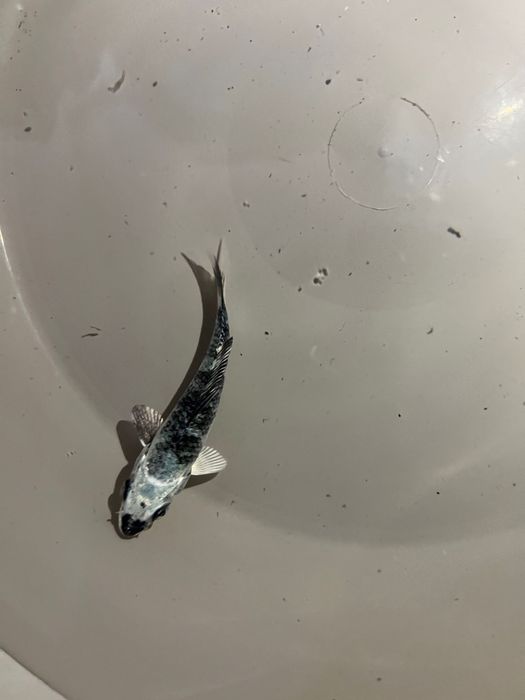 Carpas koi.