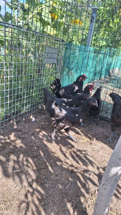 Australorp z maja