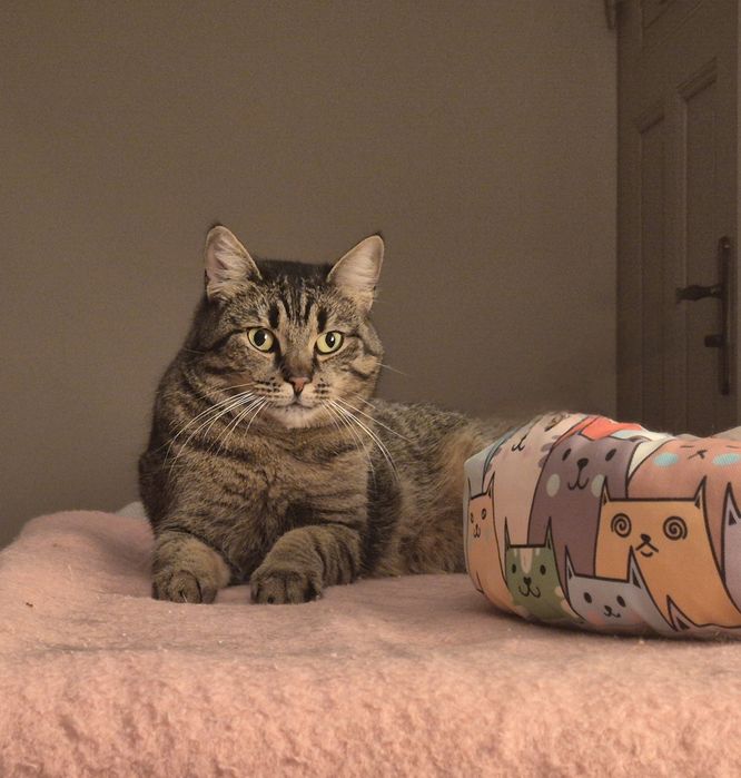 Prześliczna Merida szuka domu