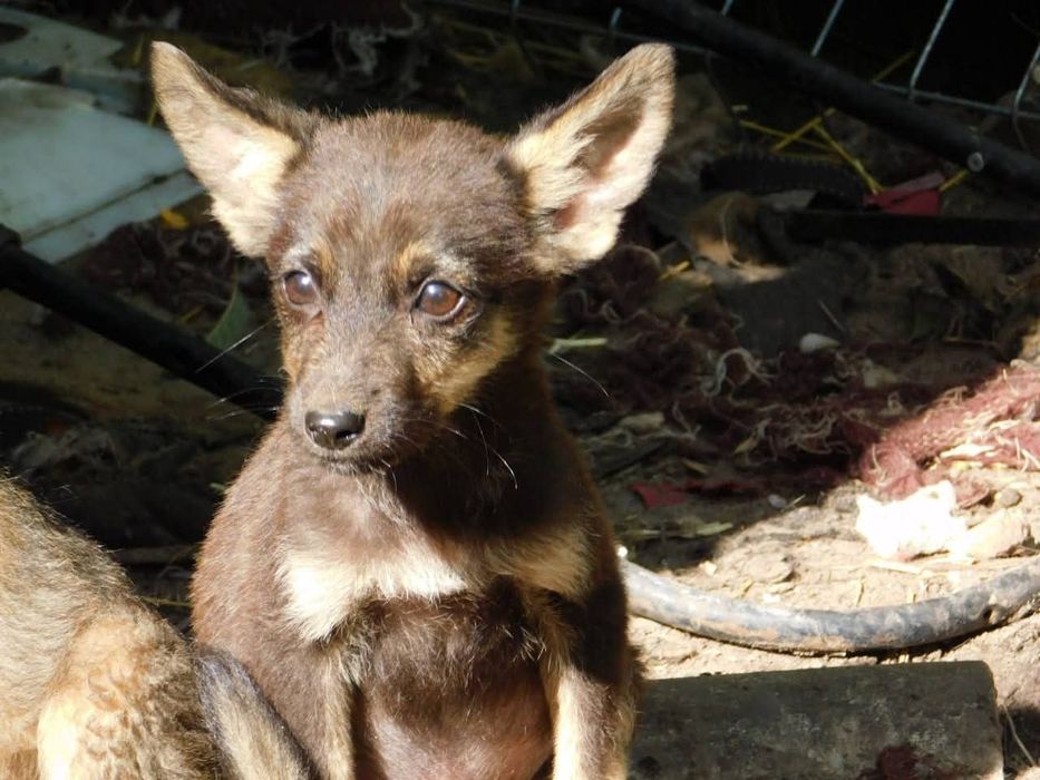 Шукаємо родину для цуценя.