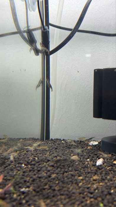 Neocaridinas variadas