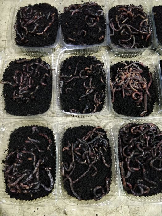 Опарыш,фасований червь, дендробена, мотиль мешковой, опариш