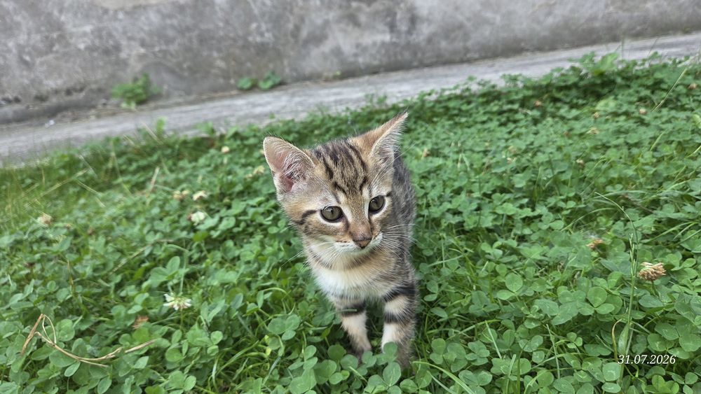 Oddam uroczą kotkę