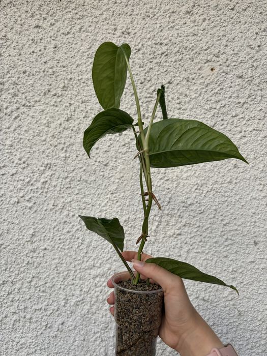 Monstera Siltepecana El Salvador