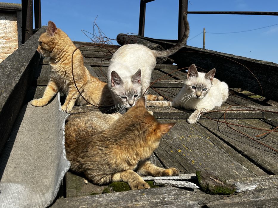 Котенята . Безкоштовно . Шукають дім