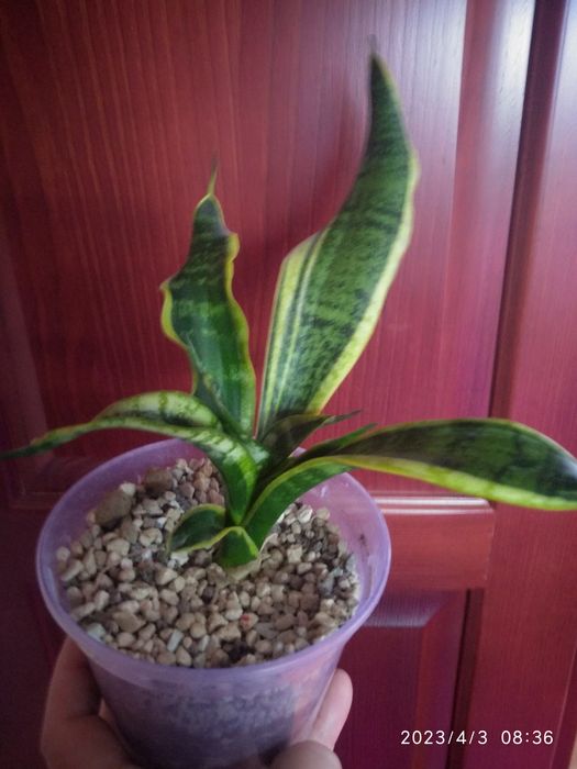 Сансевієрія сортова Twisted sister.