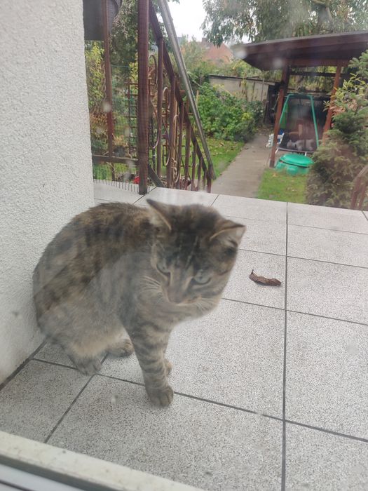 Znaleziony kotka Pilne