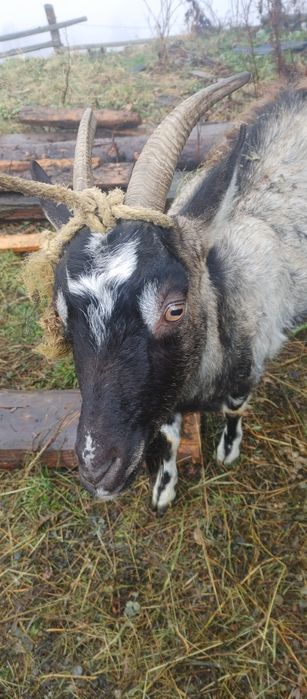 Продам козу породисту