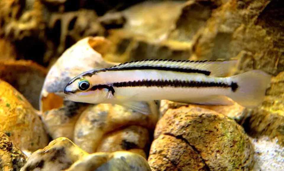 muszlowce Telmatochromis Vittatus shell