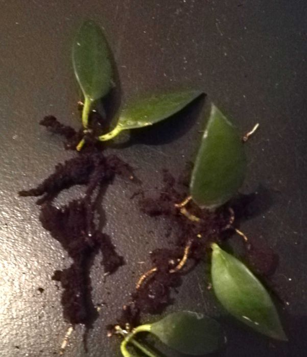 Hoya hoja hoia leytensis unikatowa roślina rzadka kolekcjonerska