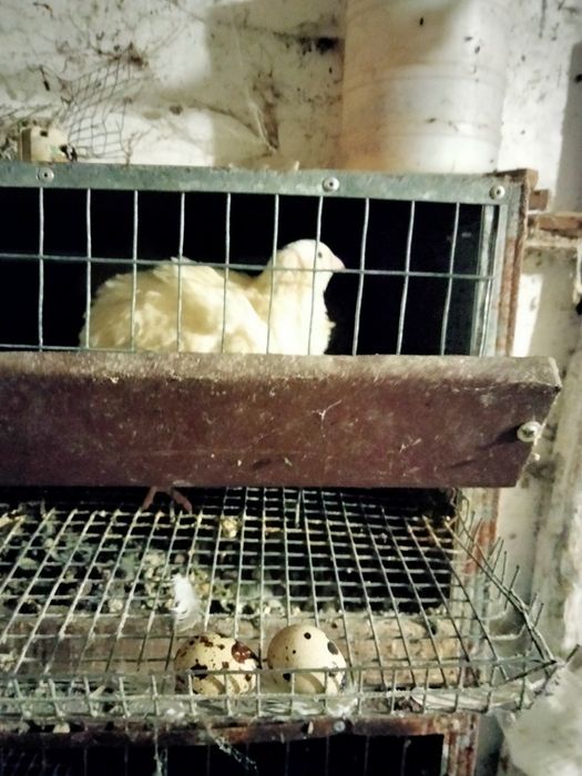 Продам молоді перепілки.