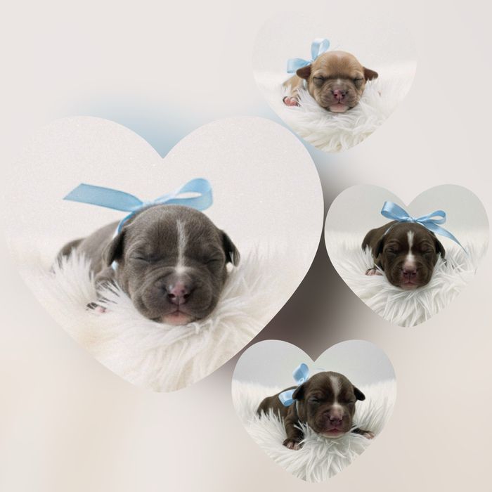 Szczenię American Staffordshire Terrier