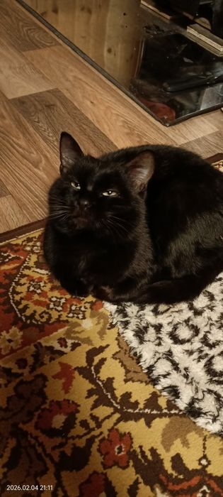 Шукають теплий дім та доброго хазяїна