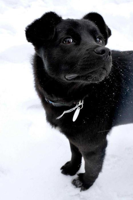 Mlodziutki piesek Luluś szuka domu!