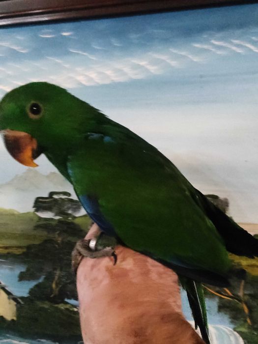 Papagaio  ecletus macho domesticado