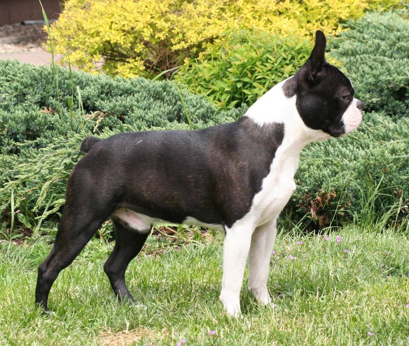 Boston Terrier ZkwP