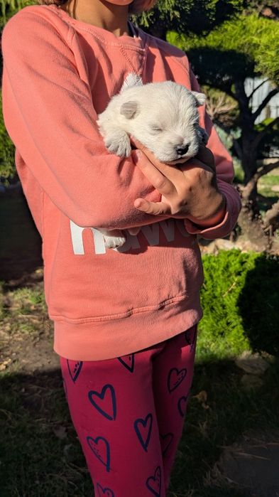 Цуценя Вест Хайленд Уайт тер'єра