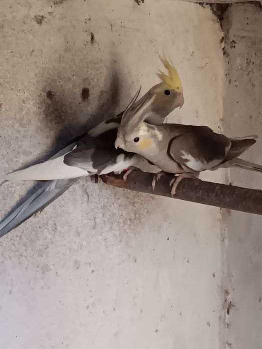 Casal de caturras (reservadas)