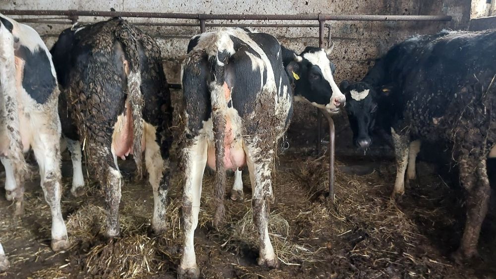 Sprzedam Jałówki Wysokocielne