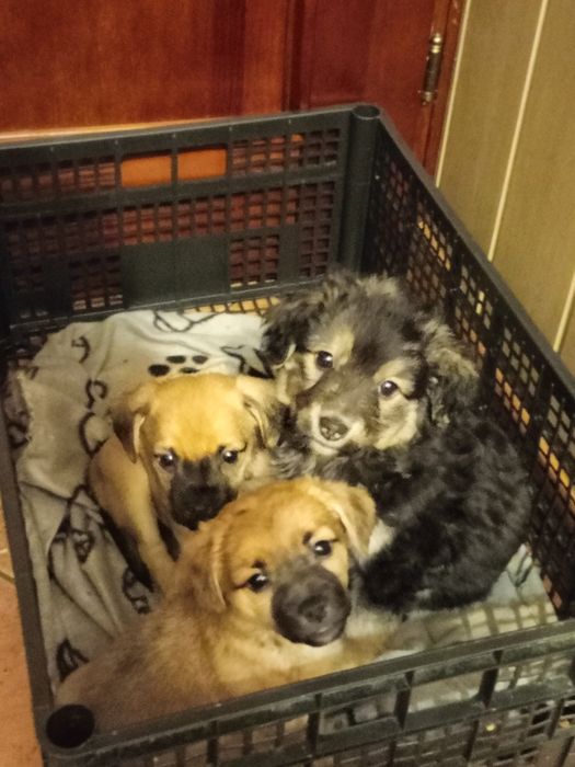 Oddam pieski za darmo