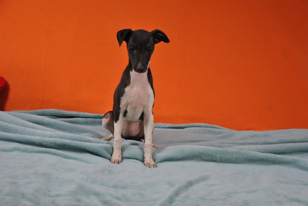 Whippet chart angielki whippet