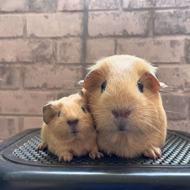 Великий вибір морських свинок,свинки на любий вкус,морські свинки