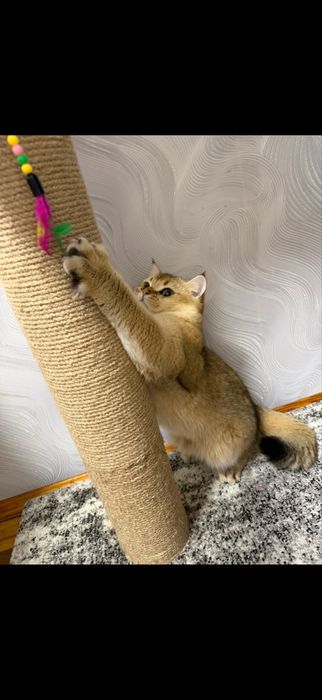 Кот на вязку Золотая шыншыла