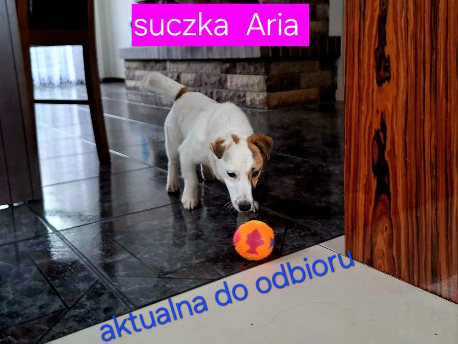 Suczka 17m - cy JRT krótkie nóżki Rodzice WHODOWLI