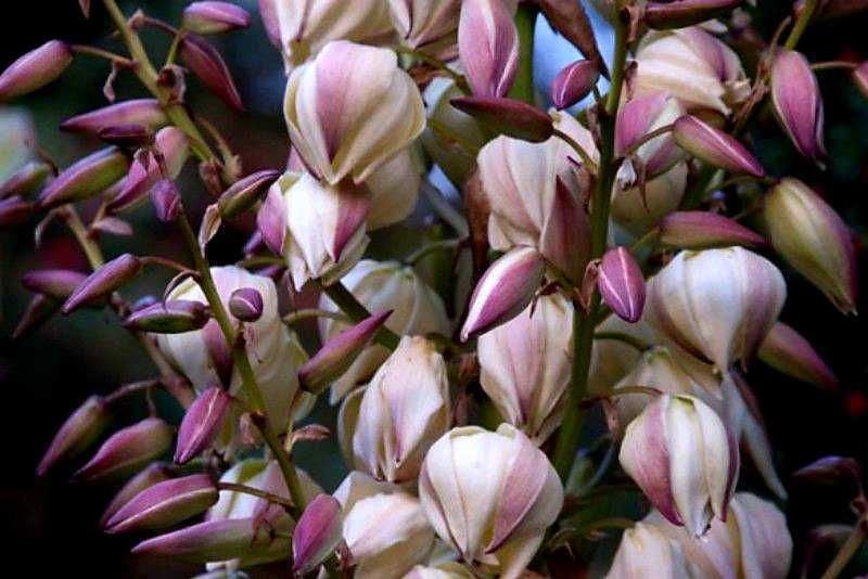 Juka gloriosa "Variegata", mrozoodporna, tworzy pień! Duże sadzonki.