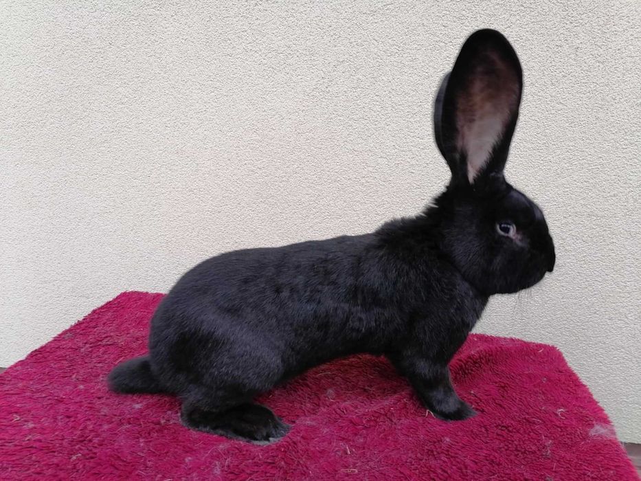 Belgijski Olbrzym Czarrny