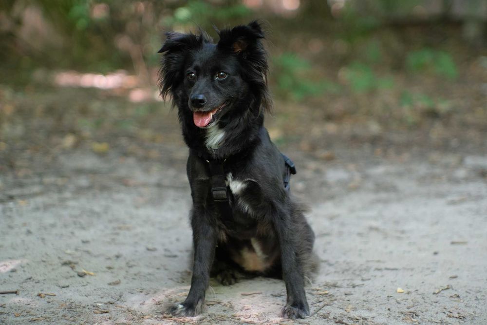 Юпитер-9 85мм f/2