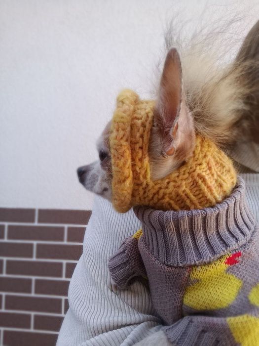 Міні Чихуахуа вязка