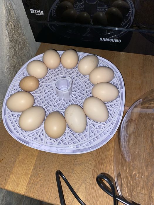 Chovadeira 12 ovos como nova