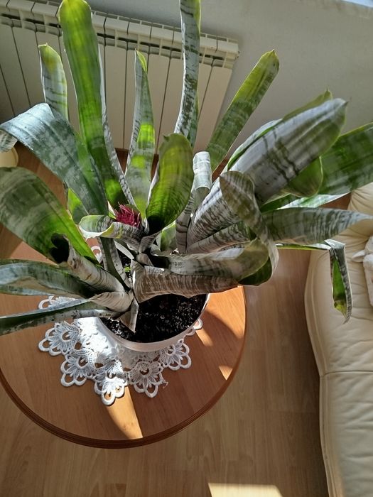 Aechmea piękna duża kwitnąca trzy sadzonki okazja