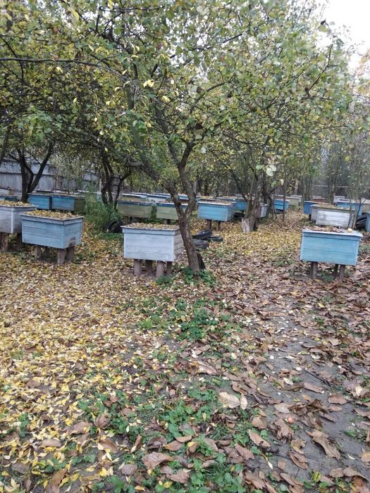 Продам   пасіку.