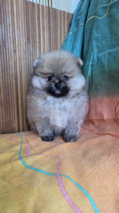 Померанский шпиц мишка