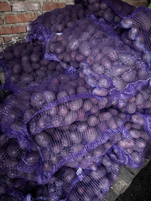 Картопля Балтік Роуз