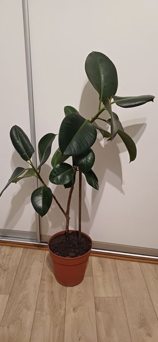 Фікус ліровідний 130см